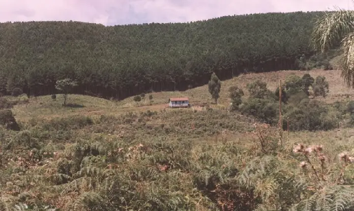 Acordos Extrajudiciais Aceleram Regularização de Território Quilombola em Campos Novos.