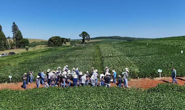 Associados e técnicos da Copercampos avaliam desempenho de cultivares em áreas de Integração Lavoura/Pecuária
