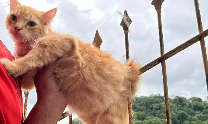 Bombeiros resgatam gato que ficou preso em cerca de ferro em Joaçaba