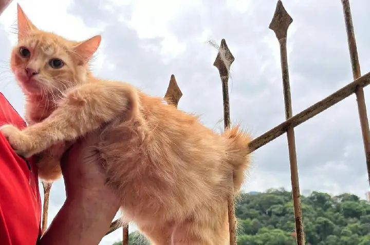 Bombeiros resgatam gato que ficou preso em cerca de ferro em Joaçaba