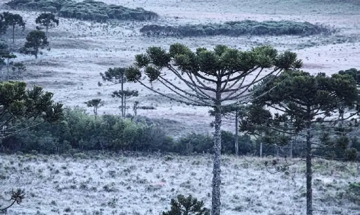 Campos Novos registra -2,9°C e amanhece entre as cidades mais frias de Santa Catarina