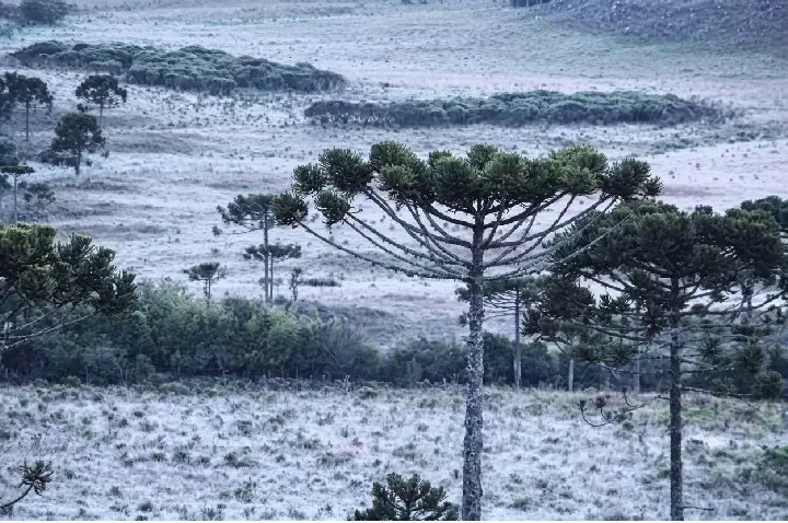 Campos Novos registra -2,9°C e amanhece entre as cidades mais frias de Santa Catarina