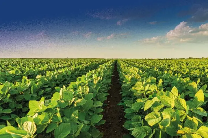 Carrapicho na soja é um risco real que pode barrar a produção