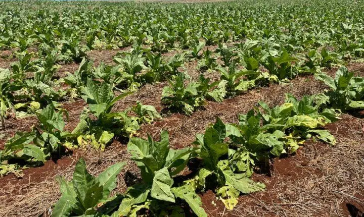 Chuva de granizo causa danos em residências e lavouras na Comunidade dos Pocinhos