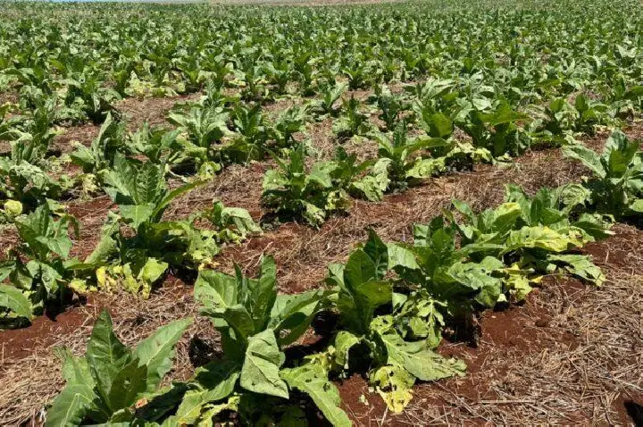 Chuva de granizo causa danos em residências e lavouras na Comunidade dos Pocinhos