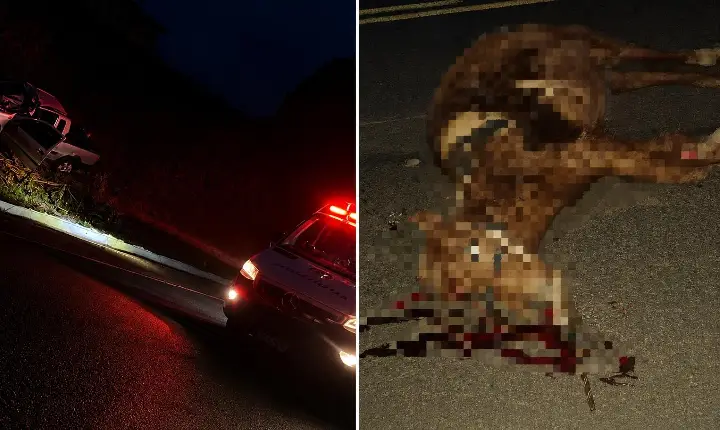 Colisão entre carro e cavalo deixa motorista gravemente ferido na BR-282