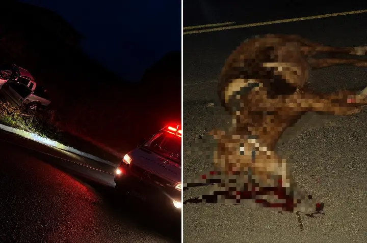 Colisão entre carro e cavalo deixa motorista gravemente ferido na BR-282