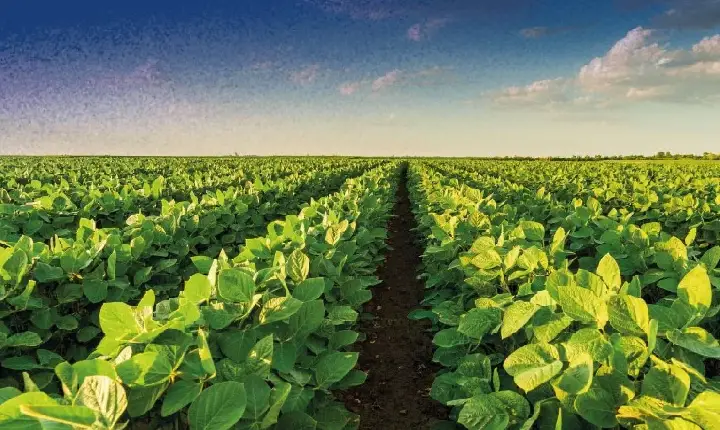 Coocam alerta sobre o vazio sanitário da soja safra 2026/27