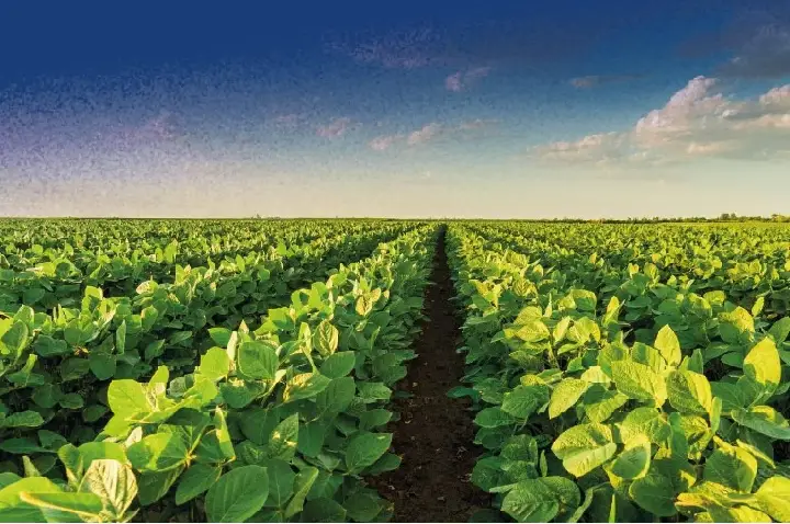 Coocam alerta sobre o vazio sanitário da soja safra 2026/27