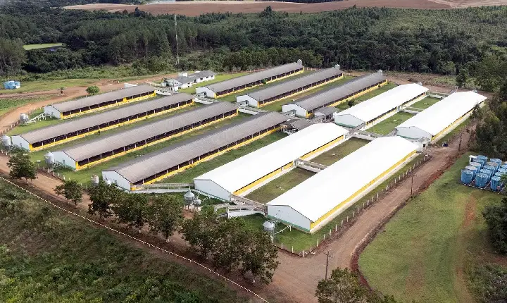 Copercampos vai ampliar suinocultura e abre espaço para novos integrados