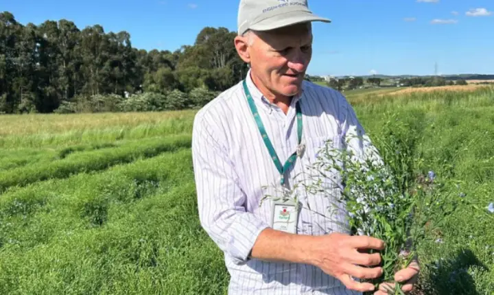 Epagri de Campos Novos desenvolve primeiro cultivar de linho dourado de Santa Catarina