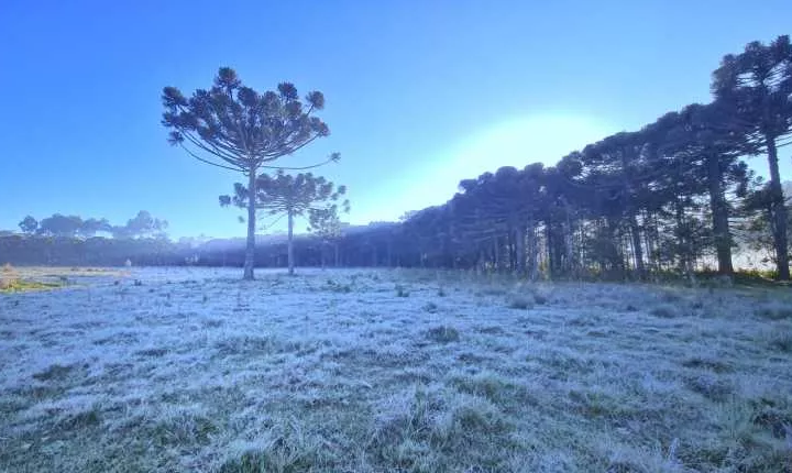Frio Intenso e Geada: Semana Começa Gelada em Santa Catarina.