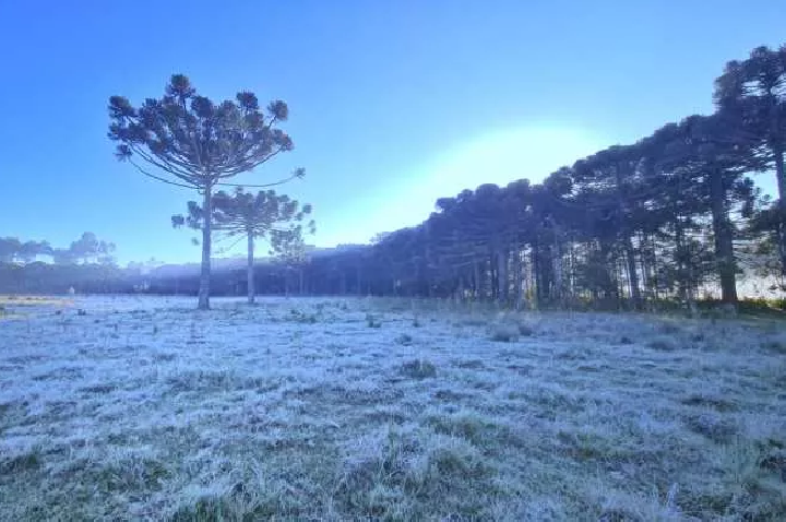 Frio Intenso e Geada: Semana Começa Gelada em Santa Catarina.