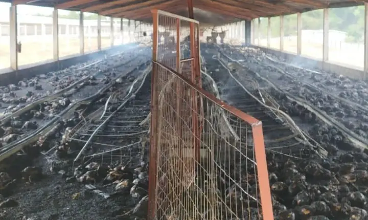 Incêndio atinge galinheiro e causa a morte de cerca de 7 mil aves no interior de Campos Novos
