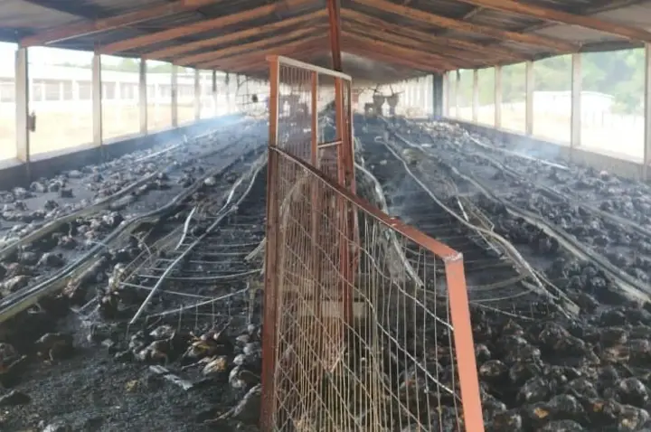 Incêndio atinge galinheiro e causa a morte de cerca de 7 mil aves no interior de Campos Novos