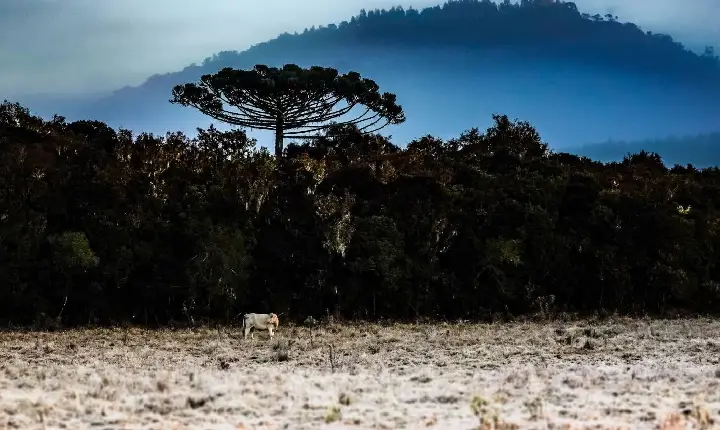 Inverno começou com onda de frio intenso em Santa Catarina