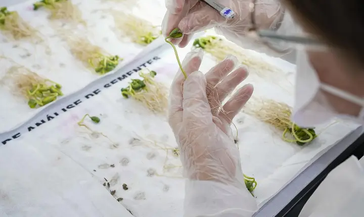 LAS Copercampos alcança 100% de conformidade em ensaio de proficiência para soja