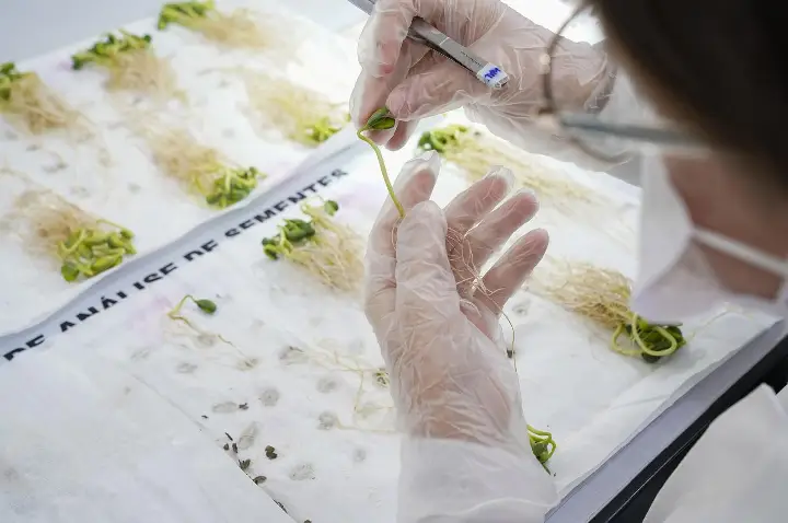 LAS Copercampos alcança 100% de conformidade em ensaio de proficiência para soja