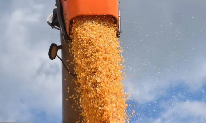 Plataforma da Epagri disponibiliza favorabilidade térmica para ocorrência de pragas do milho em SC