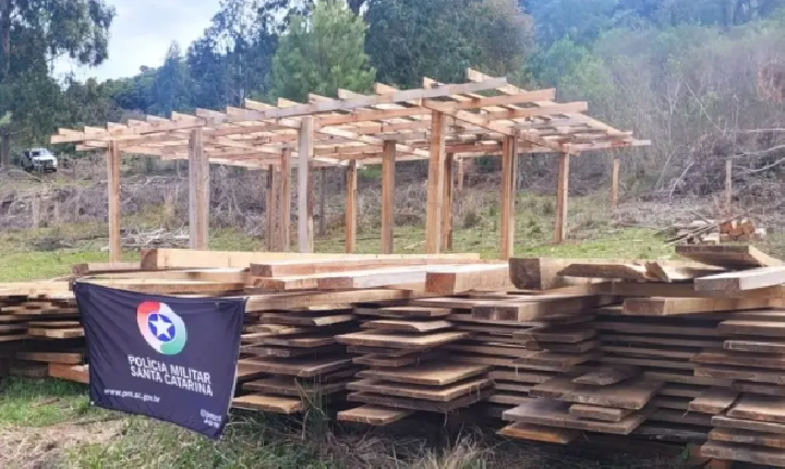 Polícia Militar Ambiental flagra corte ilegal de pinheiro-brasileiro em área de preservação.