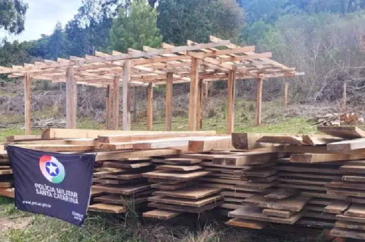 Polícia Militar Ambiental flagra corte ilegal de pinheiro-brasileiro em área de preservação.