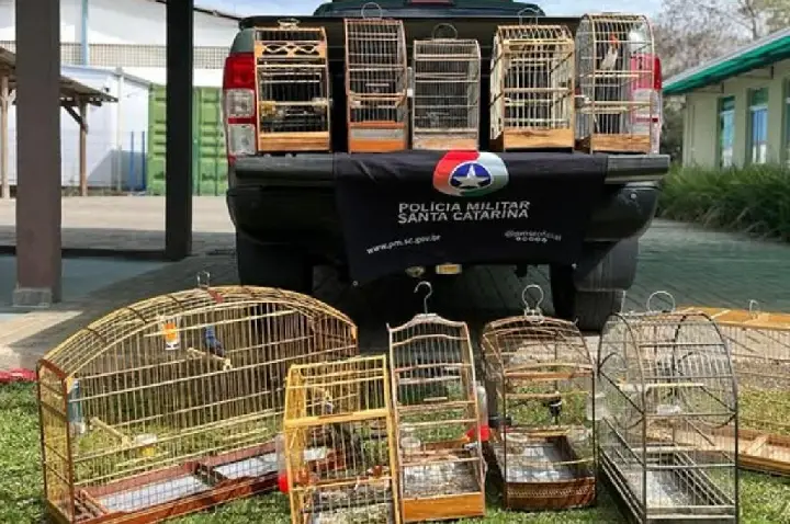 Polícia Militar Ambiental resgata aves silvestres mantidas em cativeiro em Capinzal.