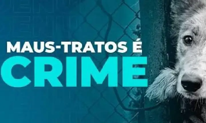 Polícia Militar resgata cães em situação de maus-tratos em Campos Novos