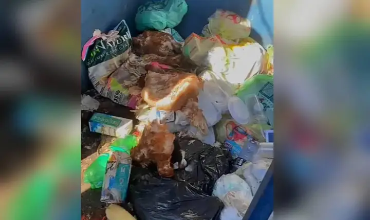 Prefeitura de Campos Novos identifica descarte irregular de aves em Eco Pontos do Água Pé