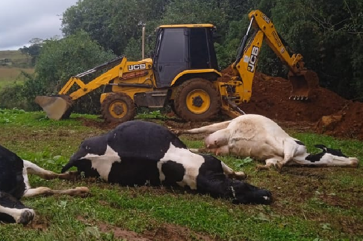 Raio atinge propriedade rural em Cristo Rei e mata seis vacas.