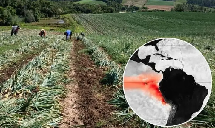 “Super” El Niño pode provocar perdas nas lavouras de SC e reduzir produção de trigo, alho e cebola