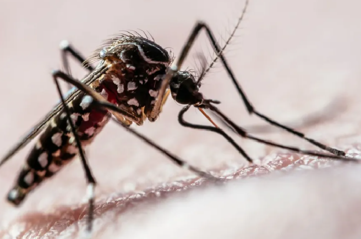 Vigilância em Saúde de Campos Novos Reforça Ações contra a Dengue