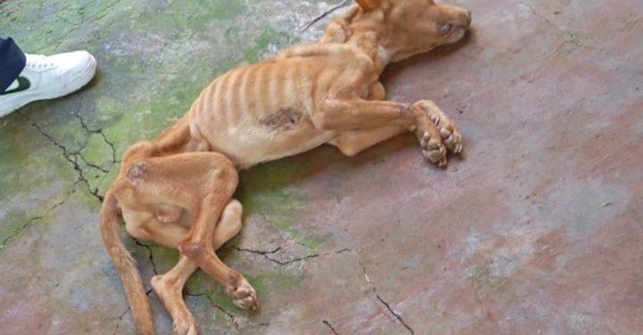 Capinzal: mulher presa por maus-tratos de cão que morreu é suspeita de ter cometido o mesmo crime em 2021
