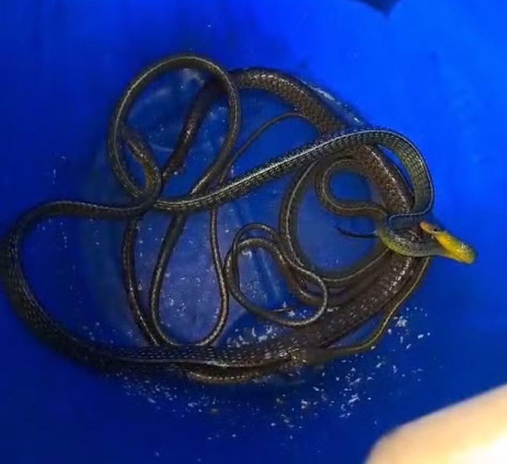 Cobras são capturadas dentro de máquina de lavar em SC