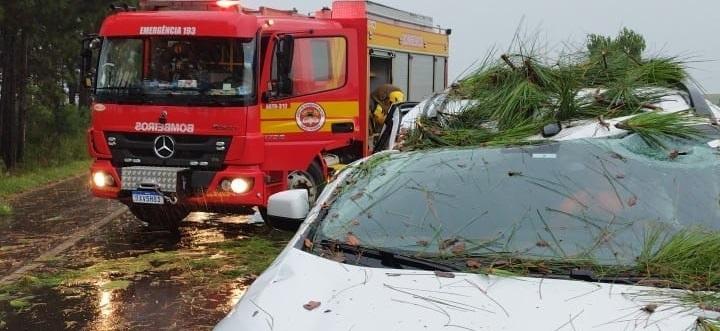 Chuva e vento derrubam árvores na BR-282; veículo é atingido