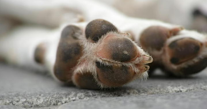 Envenenamento de Animais e Abandono em Campos Novos: Problema Ganha Destaque e Nova Medida é Anunciada