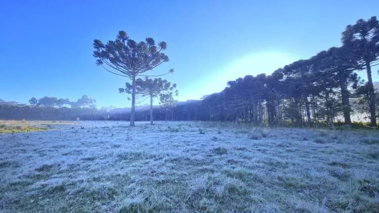 Frio Intenso e Geada: Semana Começa Gelada em Santa Catarina.