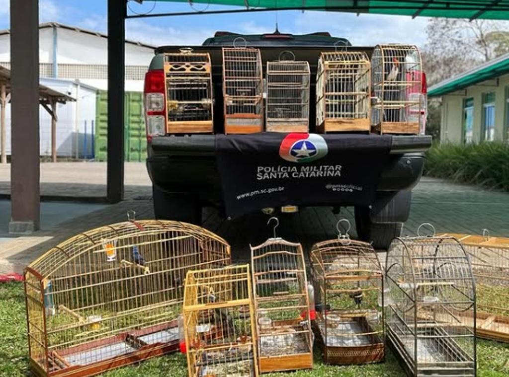 Polícia Militar Ambiental resgata aves silvestres mantidas em cativeiro em Capinzal.