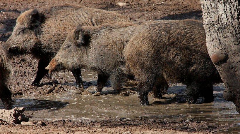 Invasão de javalis preocupa produtores em Santa Catarina.
