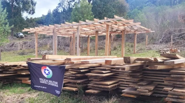 Polícia Militar Ambiental flagra corte ilegal de pinheiro-brasileiro em área de preservação.