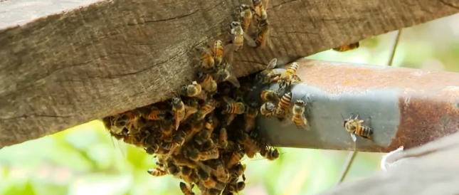 CBMSC alerta para aumento de ocorrências com abelhas na primavera