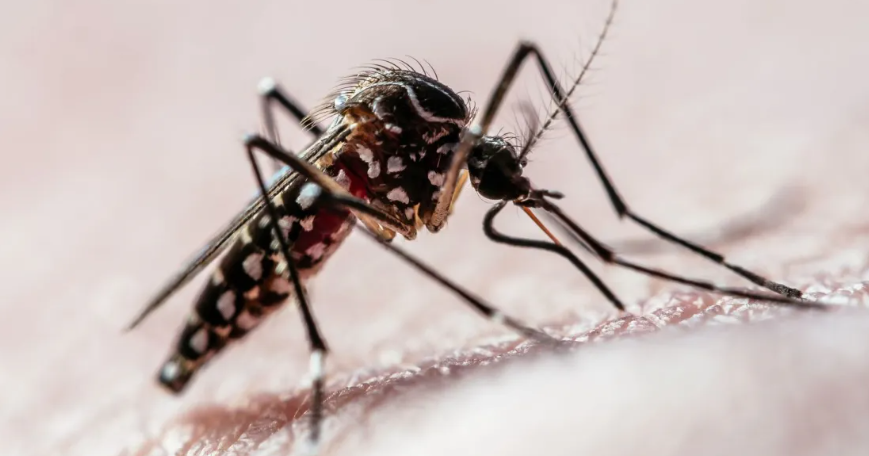 Vigilância em Saúde de Campos Novos Reforça Ações contra a Dengue