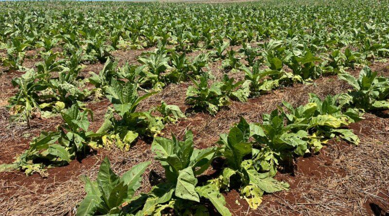 Chuva de granizo causa danos em residências e lavouras na Comunidade dos Pocinhos