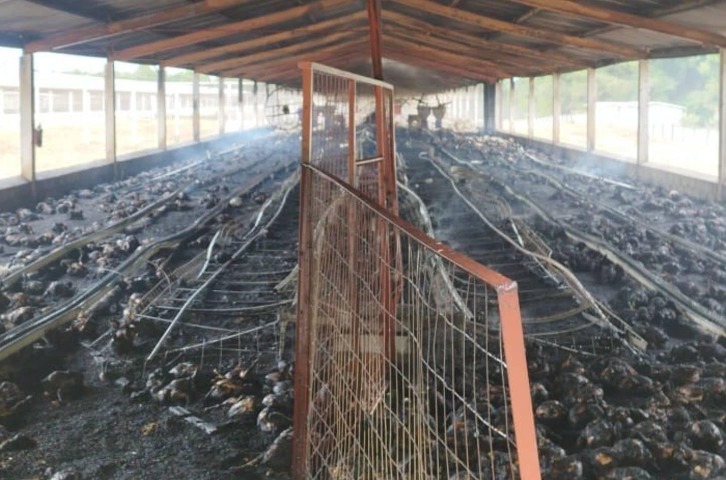 Incêndio atinge galinheiro e causa a morte de cerca de 7 mil aves no interior de Campos Novos