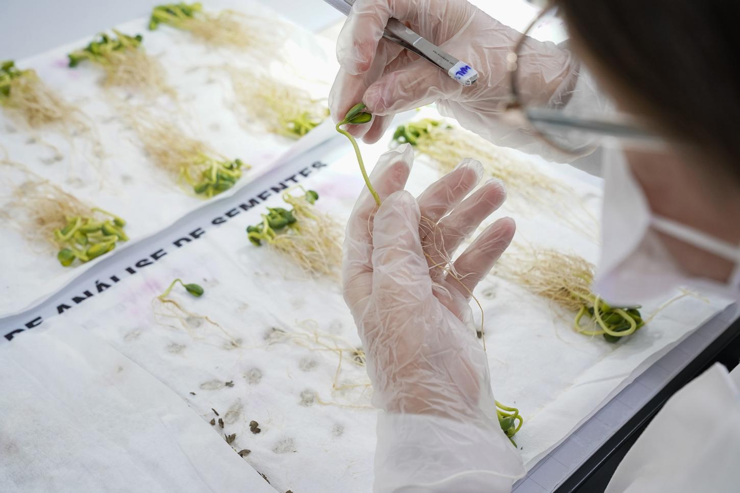 LAS Copercampos alcança 100% de conformidade em ensaio de proficiência para soja