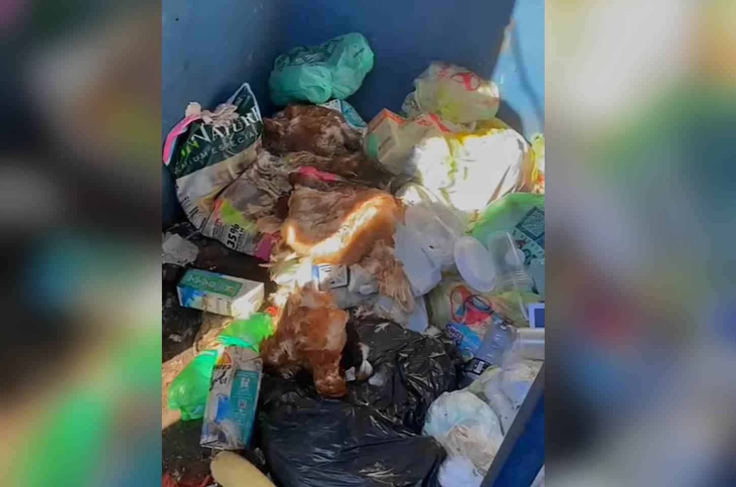 Prefeitura de Campos Novos identifica descarte irregular de aves em Eco Pontos do Água Pé