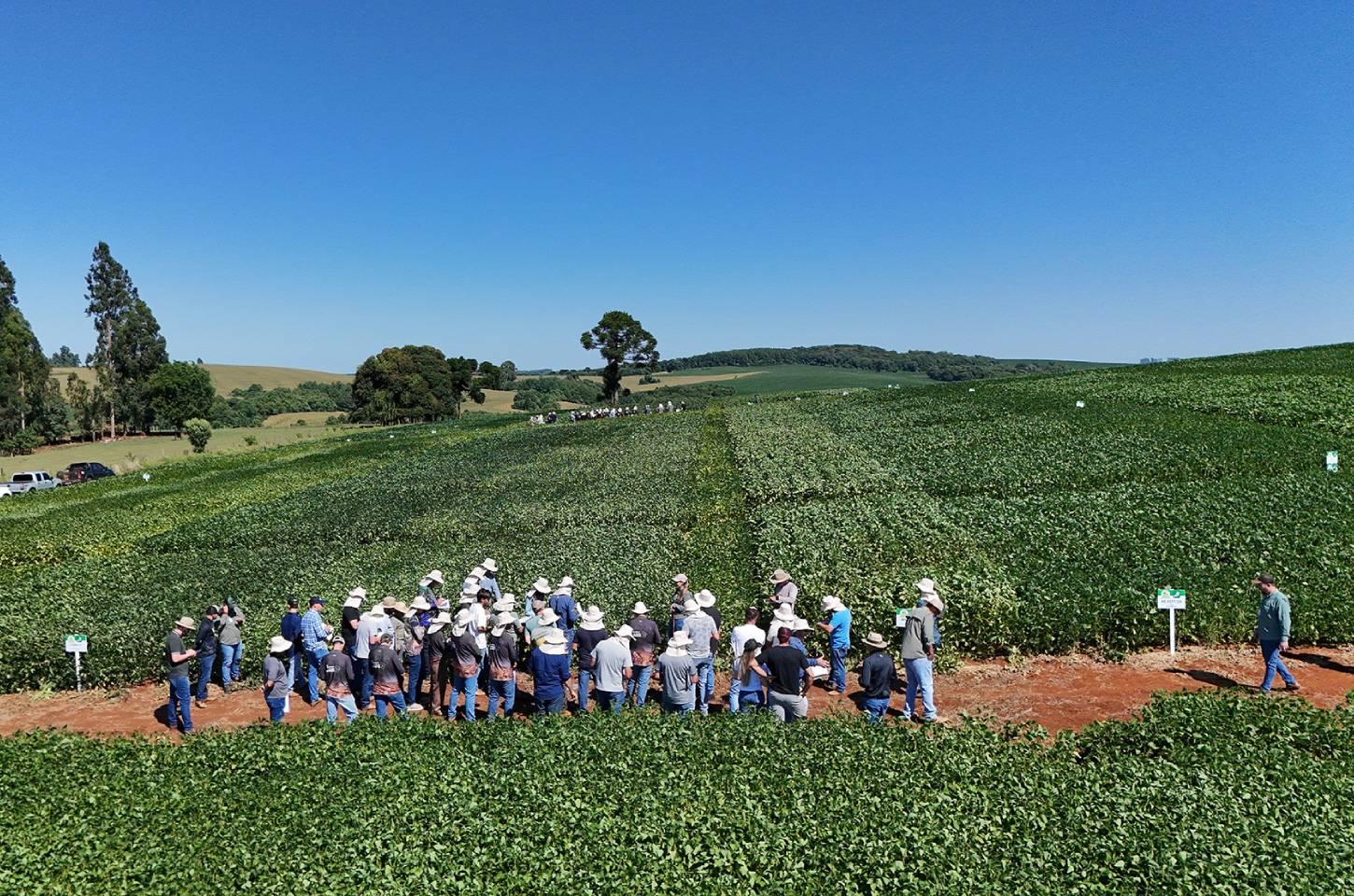 Associados e técnicos da Copercampos avaliam desempenho de cultivares em áreas de Integração Lavoura/Pecuária