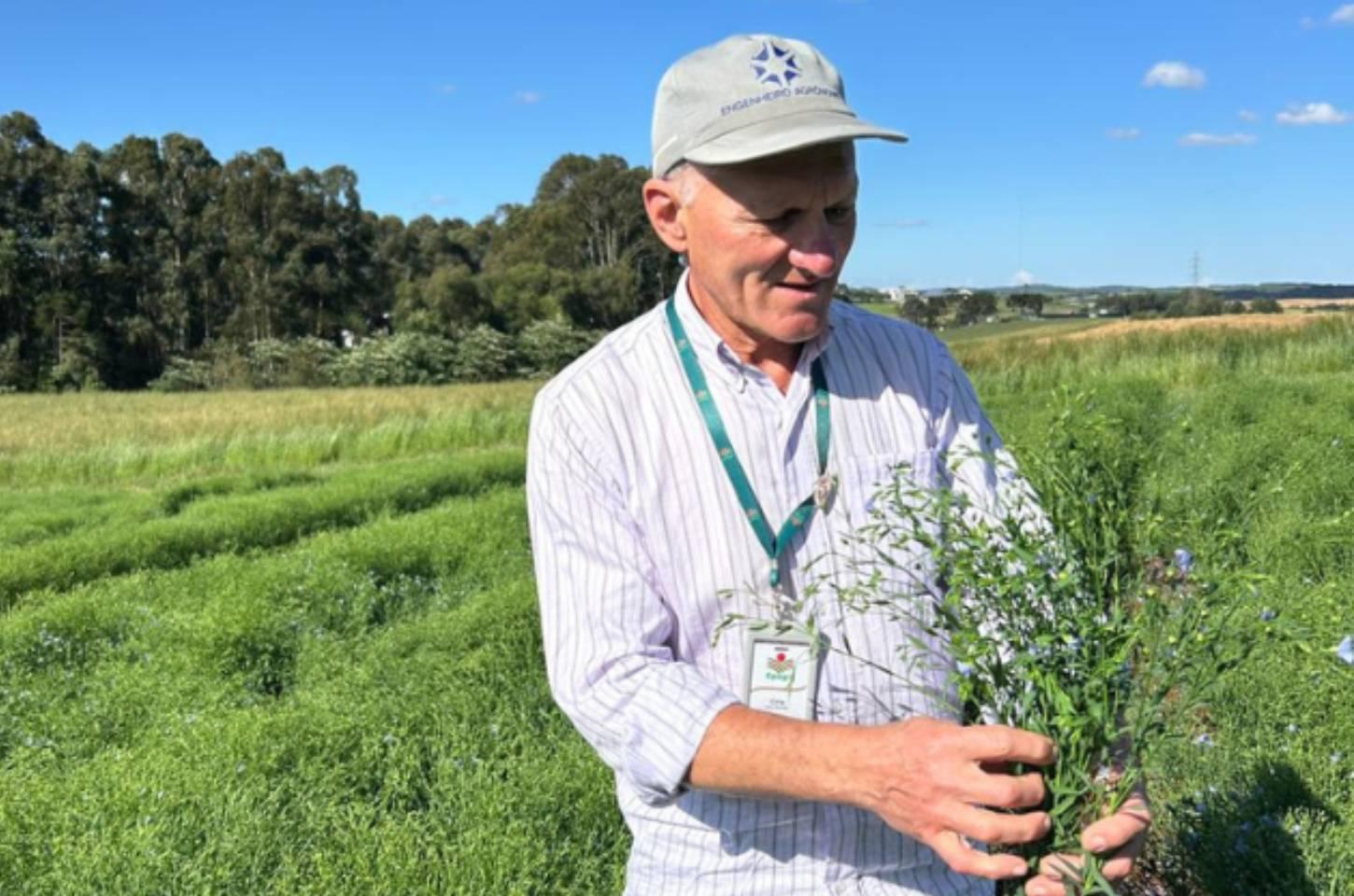 Epagri de Campos Novos desenvolve primeiro cultivar de linho dourado de Santa Catarina