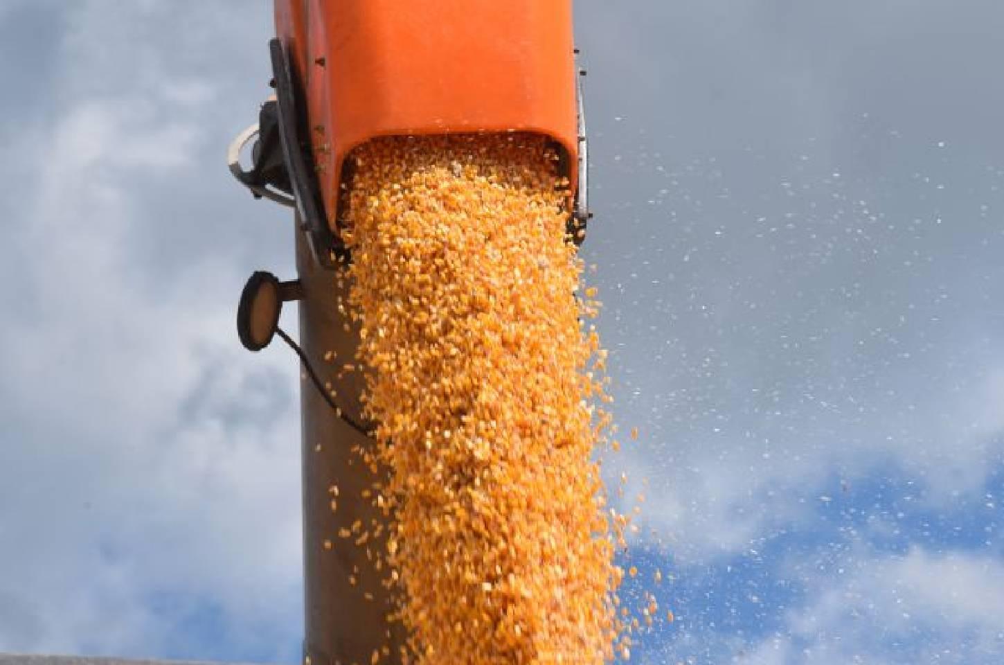 Plataforma da Epagri disponibiliza favorabilidade térmica para ocorrência de pragas do milho em SC