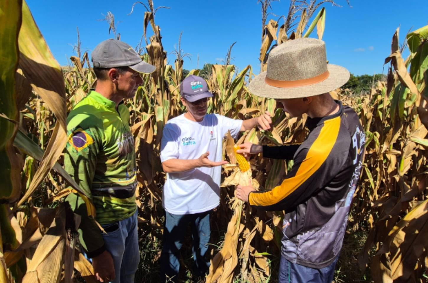 Epagri e Sicoob realizam segunda fase do Giro da Safra do milho em Campos Novos