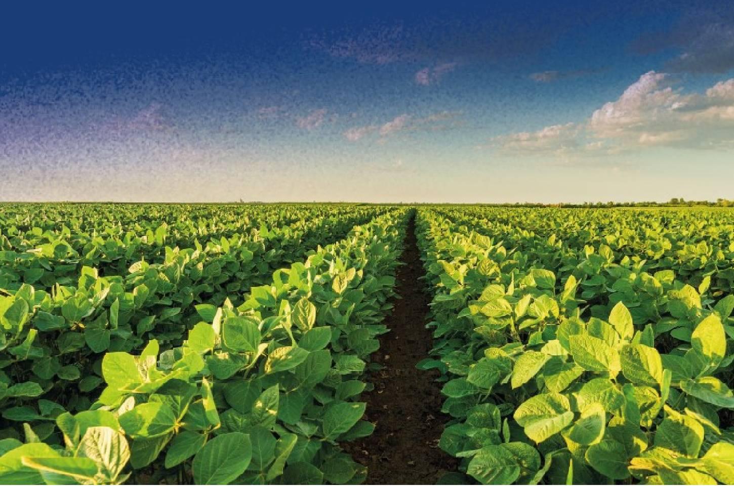 Coocam alerta sobre o vazio sanitário da soja safra 2026/27